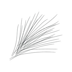 Bunch of spruce needles. Vector element for design. Monochrome doodle.