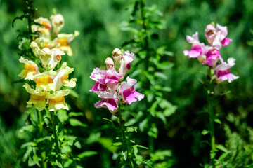 Fototapeta na wymiar Vivid pink, yellow and orange dragon flowers or snapdragons or Antirrhinum in a sunny spring garden, beautiful outdoor floral background photographed with soft focus.