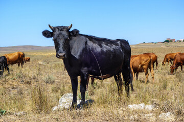 Young black bull distracted from process of day grazing to pose before camera