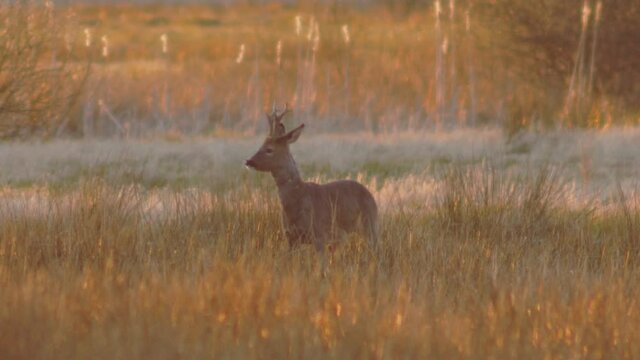 Roe Deer Buck In The Meadow A Spring Evening In Jutland, Denmark (R&aring;dyr buk i engen en for&aring;rsaften i Jylland)