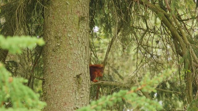 Squirrel captured eating in a tree in the spring in Jutland - Denmark