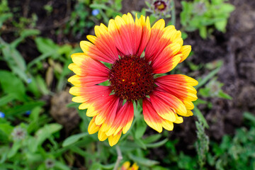 Top view of one vivid yellow and red Gaillardia flower, common name blanket flower,  and blurred green leaves in soft focus, in a garden in a sunny summer day, beautiful outdoor floral background.