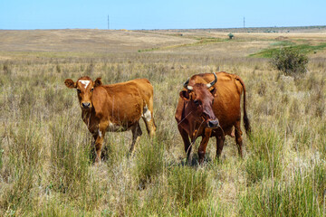 Fototapeta premium Cow & her calf are grazing in the pasture. Calf is looking into camera warily, but curiously