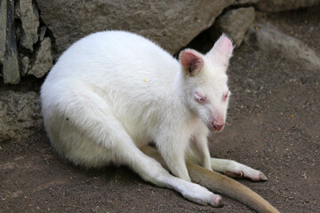 Bennettkänguru_weiss © Stephan von Mikusch