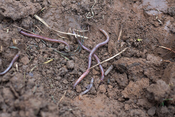 Earthworms that decompose the humus in the soil