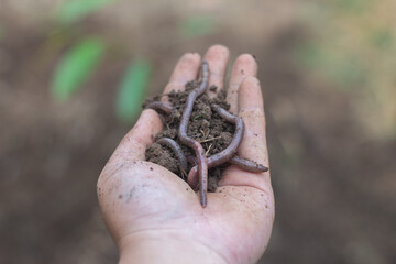 Earthworms that decompose the humus in the soil