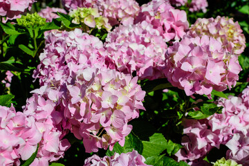 Magenta pink hydrangea macrophylla or hortensia shrub in full bloom in a flower pot, with fresh green leaves in the background, in a garden in a sunny summer day.