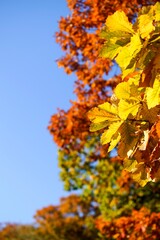 Autumn trees with golden and colorful leaves