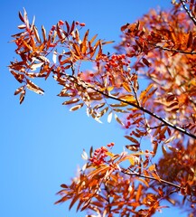bunches of autumn red viburnum berries