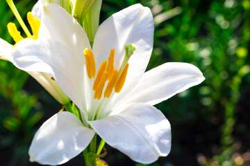 Fototapeta premium White flower Candidum Lily on a green background