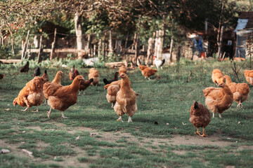 Free range chicken farming in Eastern Serbia