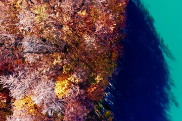 Foliage and bush beech tree forest near lake, Apennines, Italy