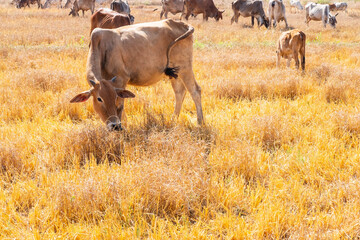 Herd of cows graze in grasslands in hilly landscapes and meadows on clear days.