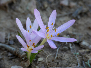 Fiore selvatico