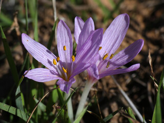 Fiore selvatico