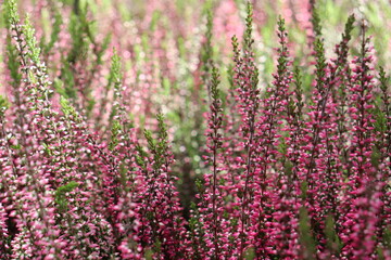 Obraz premium Blooming Heather field. A lot of purple inflorescences, illuminated by the sun.