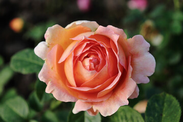 Beautiful pink-yellow rose Bud close-up