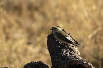 European pied flycatcher (Ficedula hipoleuca)