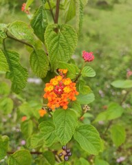 Wild but beautiful flower in bushes of a forest