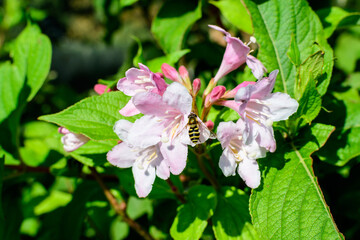 Close up of delicate white Weigela florida plant with flowers in full bloom in a garden in a sunny spring day, beautiful outdoor floral background photographed with soft focus.