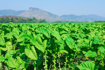 .Raw tobacco leaves in tobacco farms