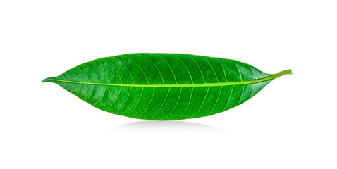Fototapeta na wymiar mango leaves on a white background.