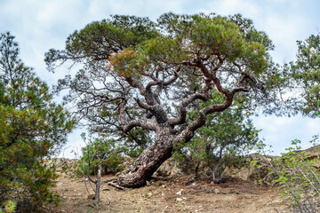 Fototapeta na wymiar Pine tree with twisted trunk growing nearby edge of mountain. Shot near Novyi Svit, Crimea