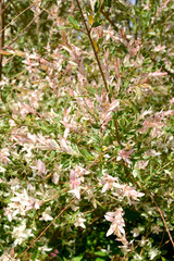 Mottled willow leaves of whole-leaved Hakuro Nishiki (Salix Integra Hakuro Nishiki)