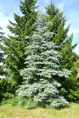 Blue spruce grows against the background of ordinary spruce