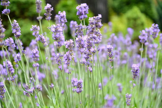 Narrow-leaved lavender flowers (Lavandula angustifolia Mill.)