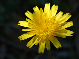 Fiore selvatico