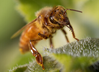 Busy Bees on a Sunflower