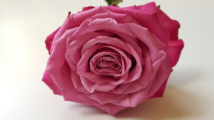 Close up of pink rose on white background