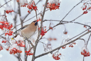 Bird Bohemian waxwing