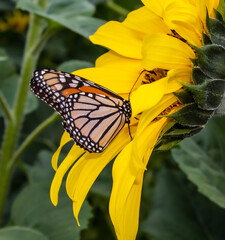 Butterfly on a sunflower