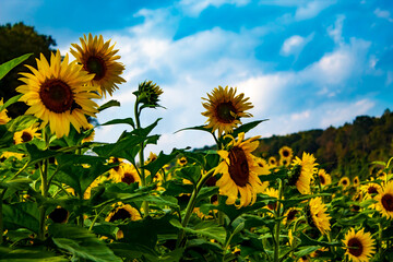 Sunflower Fields in the Mountains