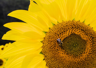 Sunflower Fields in the Mountains