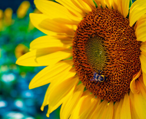 Sunflower Fields in the Mountains
