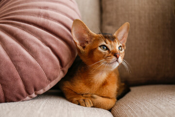 Fototapeta na wymiar Two month old cinnamon abyssinian cat at home. Beautiful purebred short haired kitten on beige textile couch in living room. Close up, copy space, background,.