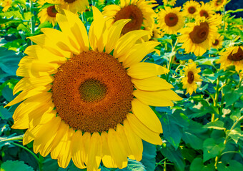 Sunflower Fields in the Mountains
