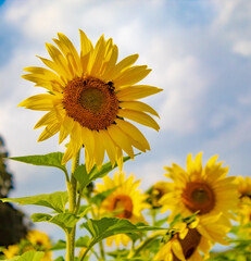 Sunflower Fields in the Mountains