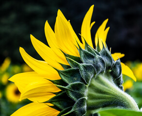Sunflower Fields in the Mountains