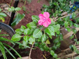 Pink beautifully fresh flower on its plant