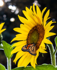 Sunflower Fields in the Mountains