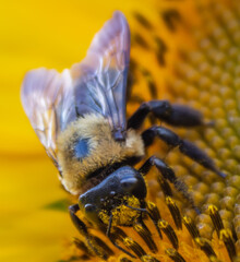 Busy Bees on a Sunflower