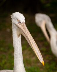 Portrait of a Dalmatian Pelican in a zoo