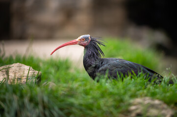 Naklejka premium A Northern Bald Ibis sitting on the ground