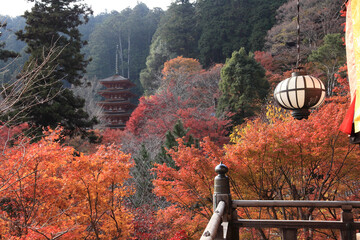 紅葉の長谷寺