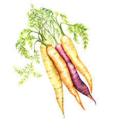 Fresh carrots with leaves watercolour illustration. Realistic hand drawn vegetables set isolated on white background.