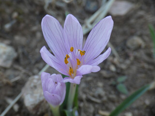 Fiore selvatico